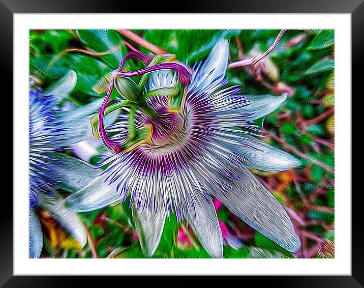 Passion Flower Framed Mounted Print by Scott Anderson