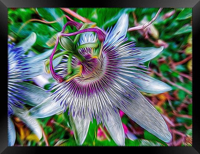 Passion Flower Framed Print by Scott Anderson