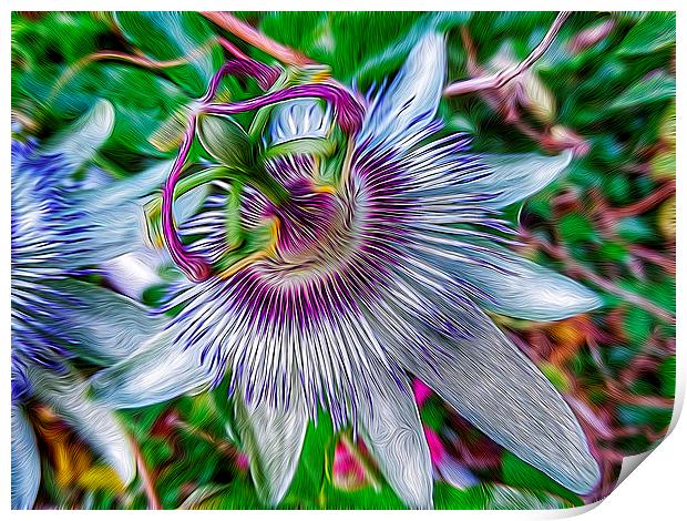 Passion Flower Print by Scott Anderson