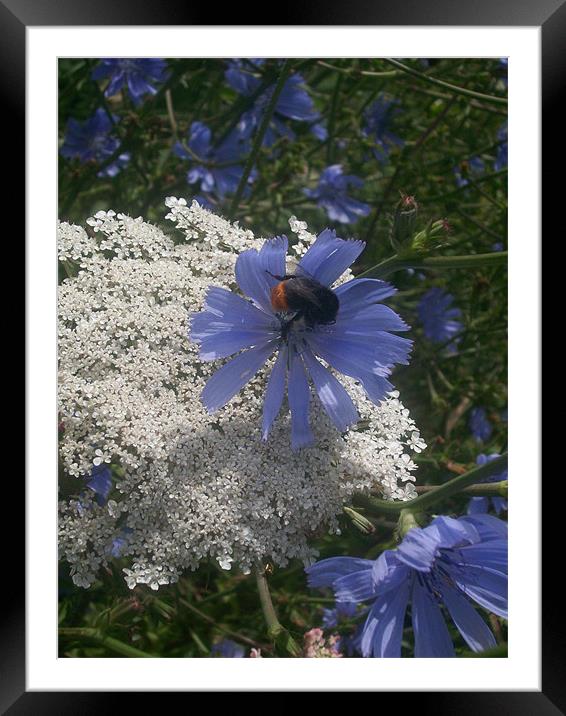 busy bee Framed Mounted Print by Rebecca  Barker