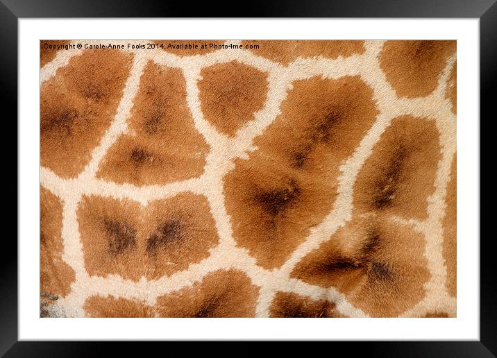 Rothschilds Giraffe Hide Framed Mounted Print by Carole-Anne Fooks