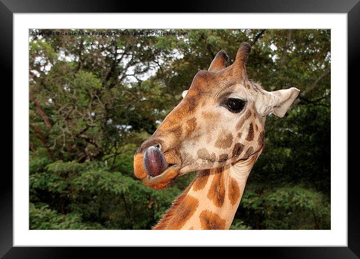 Rothschilds Giraffe Portrait, Nairobi, Kenya Framed Mounted Print by Carole-Anne Fooks