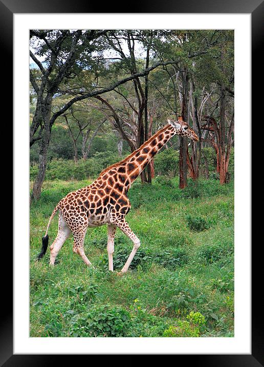 Rothschilds Giraffe In The Bush, Kenya Framed Mounted Print by Carole-Anne Fooks