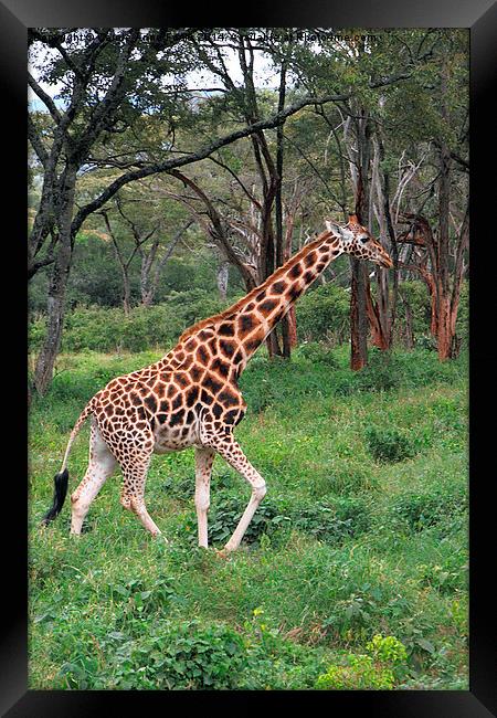 Rothschilds Giraffe In The Bush, Kenya Framed Print by Carole-Anne Fooks