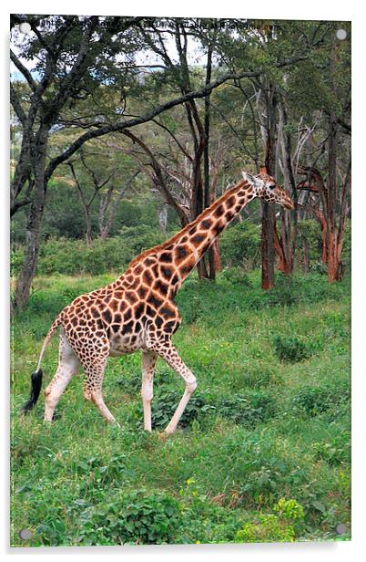 Rothschilds Giraffe In The Bush, Kenya Acrylic by Carole-Anne Fooks