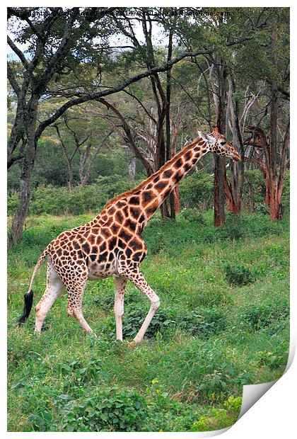 Rothschilds Giraffe In The Bush, Kenya Print by Carole-Anne Fooks