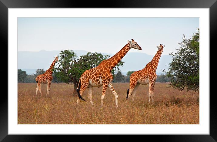 Rothschilds Giraffes Feeding, Lake nakuru, Kenya Framed Mounted Print by Carole-Anne Fooks