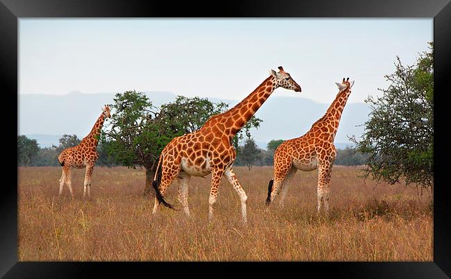 Rothschilds Giraffes Feeding, Lake nakuru, Kenya Framed Print by Carole-Anne Fooks