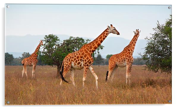 Rothschilds Giraffes Feeding, Lake nakuru, Kenya Acrylic by Carole-Anne Fooks