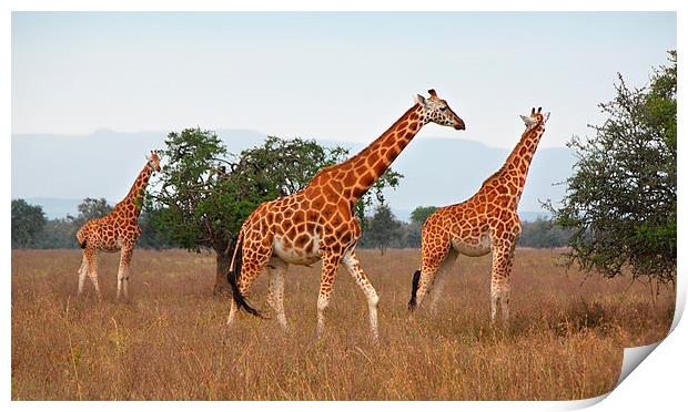 Rothschilds Giraffes Feeding, Lake nakuru, Kenya Print by Carole-Anne Fooks