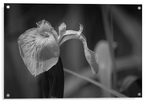 Through the Iris Acrylic by Douglas McMann