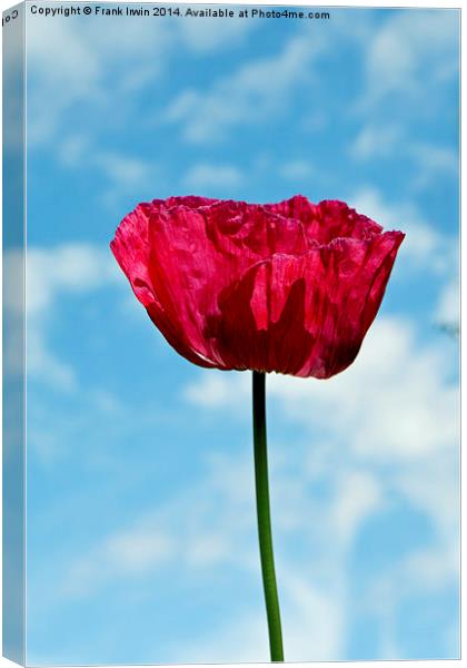 Spring Poppy in full bloom Canvas Print by Frank Irwin
