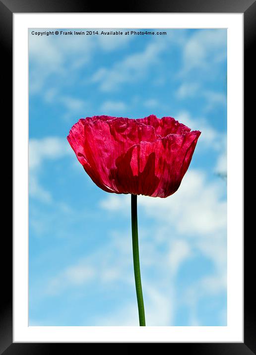 Spring Poppy in full bloom Framed Mounted Print by Frank Irwin