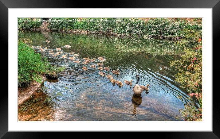 Big Canadian Geese Family Framed Mounted Print by rawshutterbug 