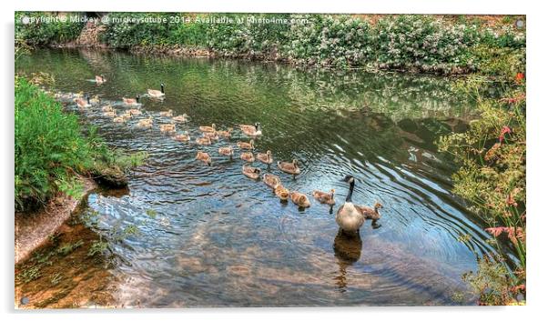 Big Canadian Geese Family Acrylic by rawshutterbug 