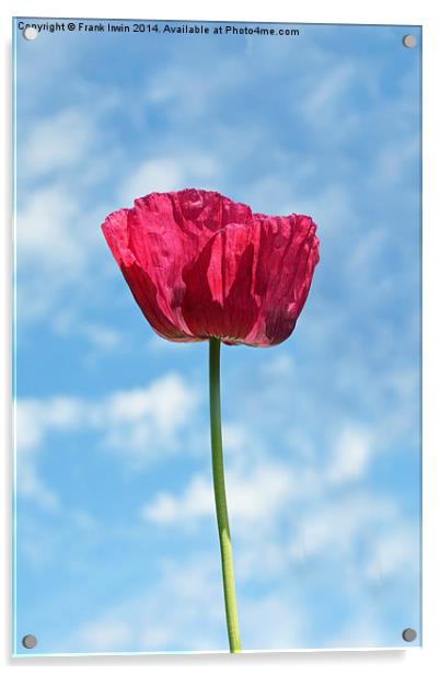 Spring Poppy in full bloom Acrylic by Frank Irwin