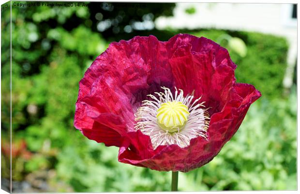 Spring Poppy in full bloom and in close up Canvas Print by Frank Irwin