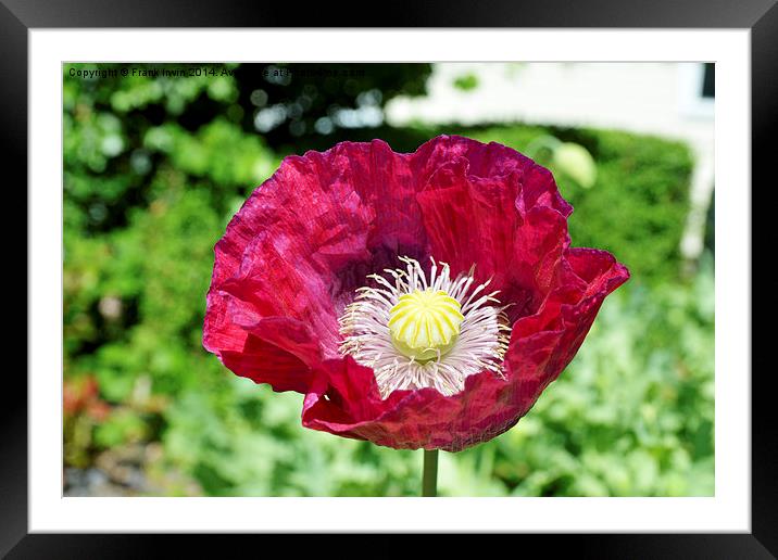 Spring Poppy in full bloom and in close up Framed Mounted Print by Frank Irwin