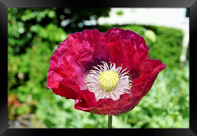 Spring Poppy in full bloom and in close up Framed Print by Frank Irwin