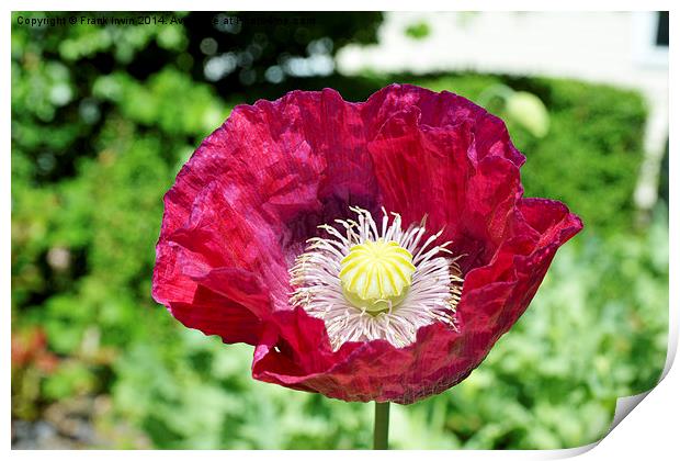 Spring Poppy in full bloom and in close up Print by Frank Irwin