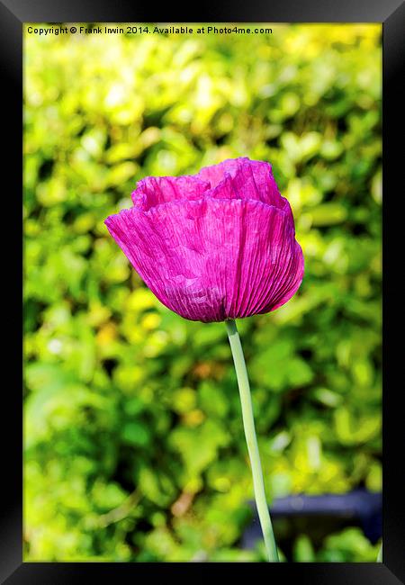 Unusual Spring Poppy in full bloom Framed Print by Frank Irwin