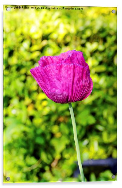 Unusual Spring Poppy in full bloom Acrylic by Frank Irwin