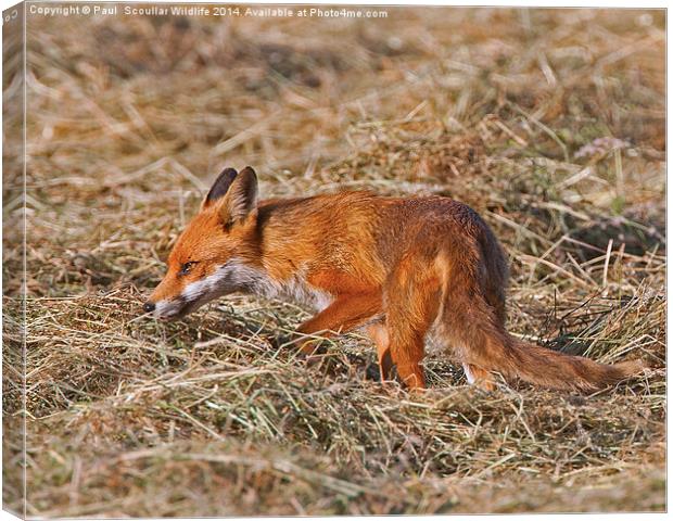 Red Fox Canvas Print by Paul Scoullar