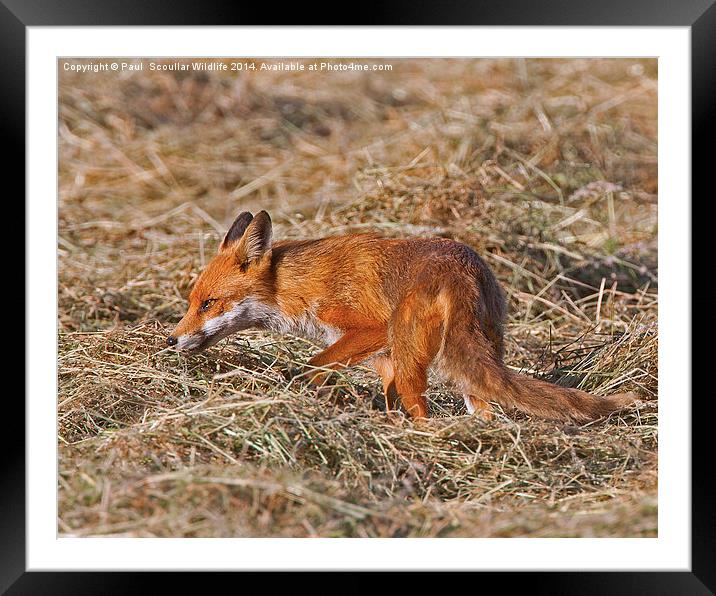 Red Fox Framed Mounted Print by Paul Scoullar