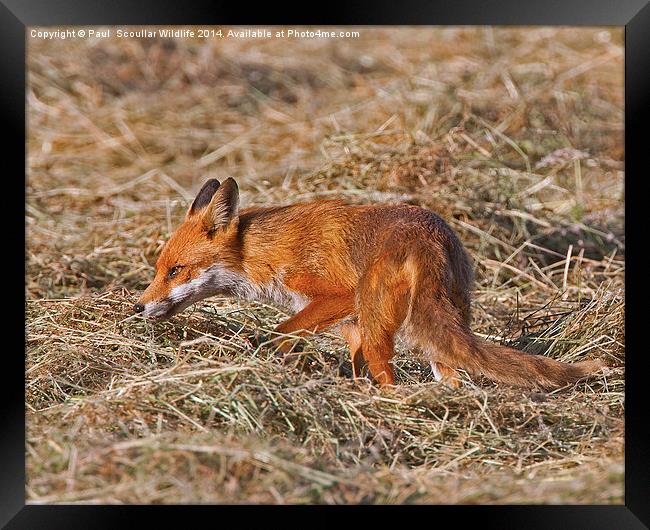 Red Fox Framed Print by Paul Scoullar
