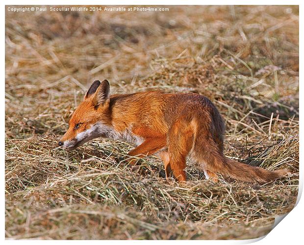 Red Fox Print by Paul Scoullar