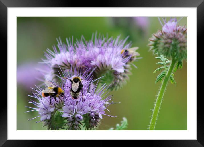 Busy Beez! Framed Mounted Print by Hayley Dew