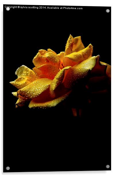Rose Acrylic by sylvia scotting