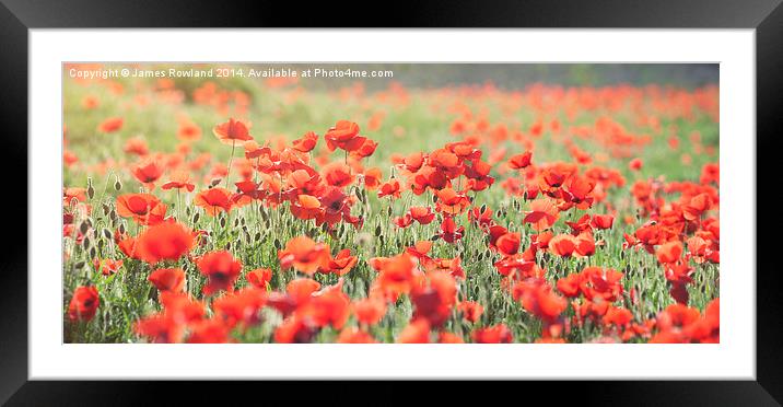 Poppy Field Framed Mounted Print by James Rowland