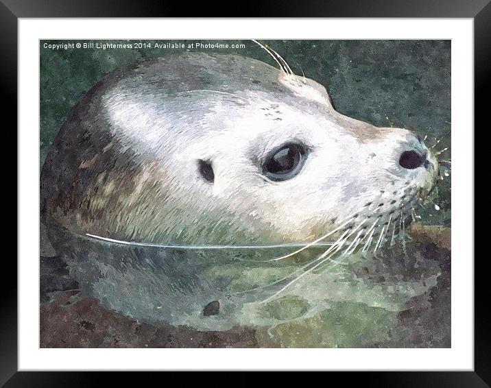 Seal in Water and Watercolour Framed Mounted Print by Bill Lighterness