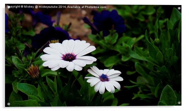 Osteospermum Acrylic by rawshutterbug 