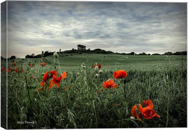 Penshaw Poppies Canvas Print by Neil Young