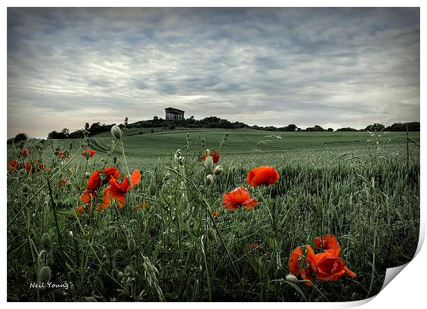 Penshaw Poppies Print by Neil Young