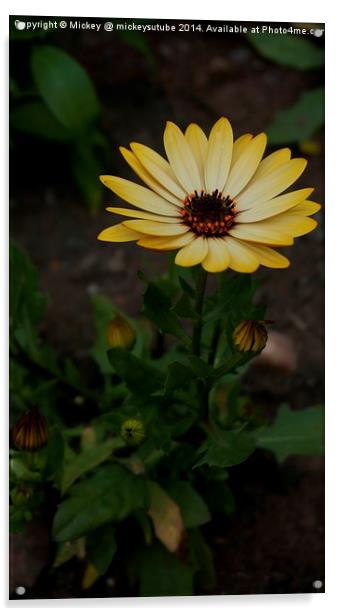 Yellow Daisy Acrylic by rawshutterbug 
