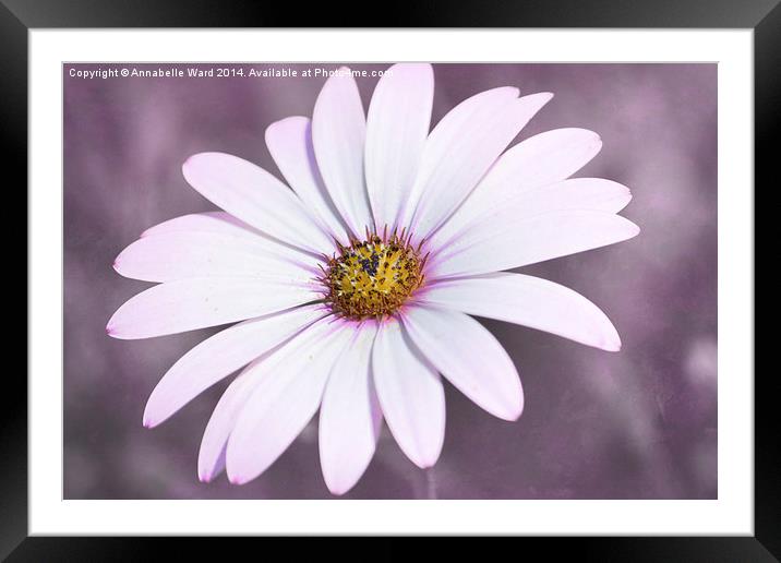 African Daisy. Framed Mounted Print by Annabelle Ward