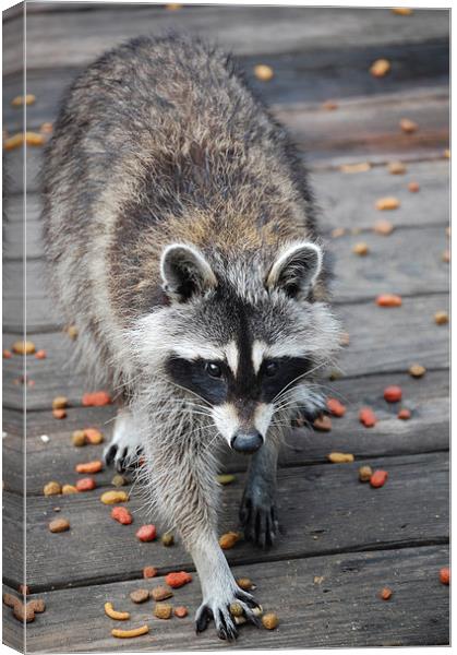 Raccoon About to Dine Canvas Print by james balzano, jr.