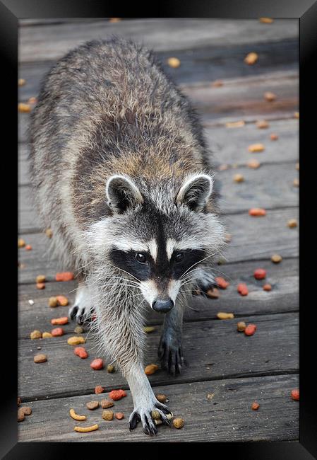 Raccoon About to Dine Framed Print by james balzano, jr.
