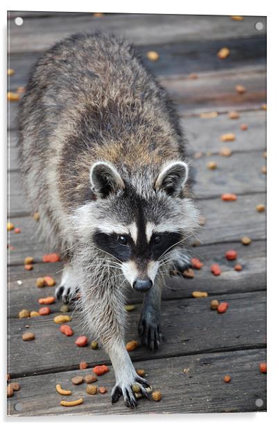 Raccoon About to Dine Acrylic by james balzano, jr.