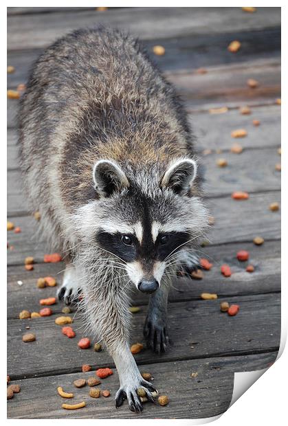 Raccoon About to Dine Print by james balzano, jr.
