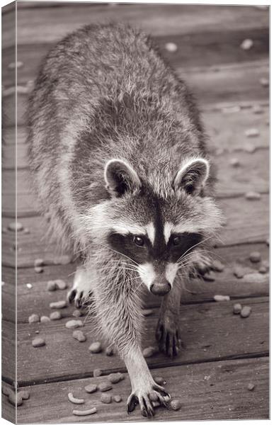 Raccoon Duotone Canvas Print by james balzano, jr.