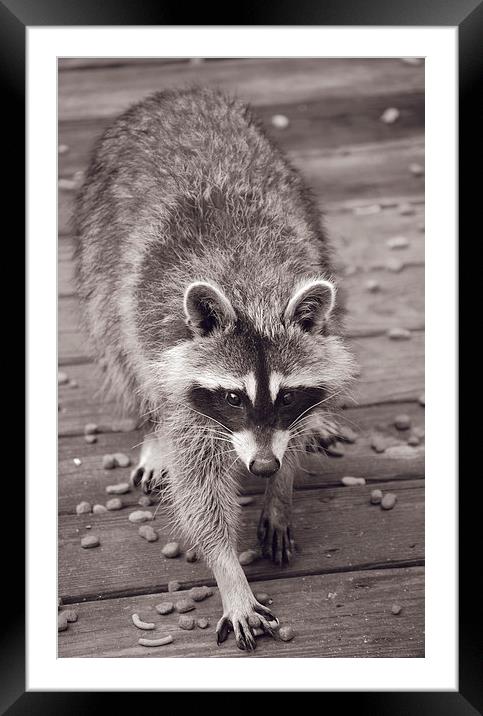 Raccoon Duotone Framed Mounted Print by james balzano, jr.