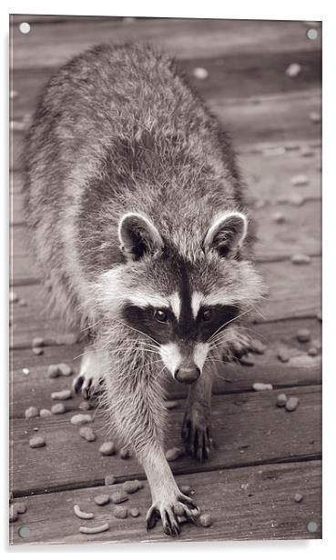Raccoon Duotone Acrylic by james balzano, jr.
