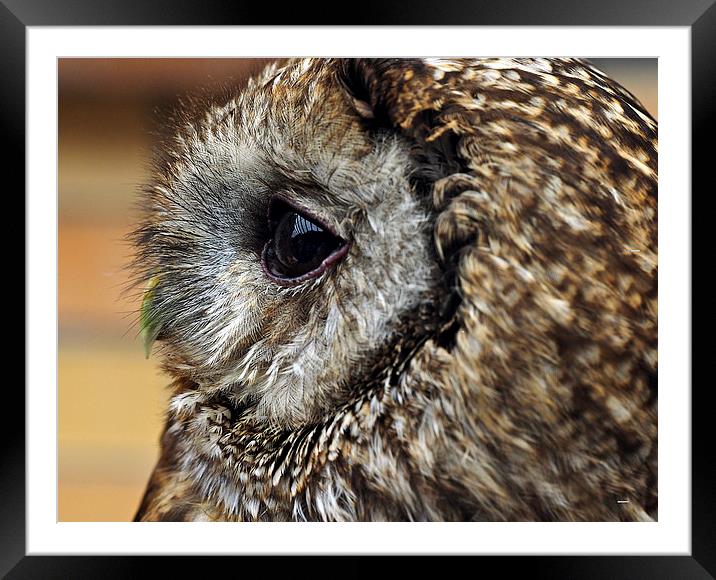 Owl Framed Mounted Print by Victor Burnside