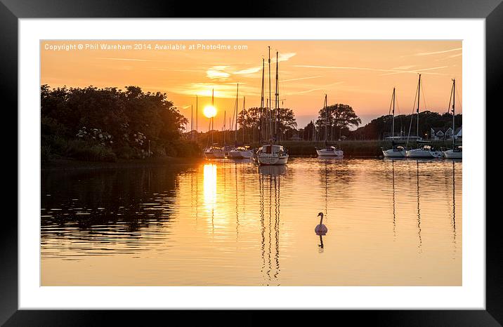 Swan at Sunset Framed Mounted Print by Phil Wareham