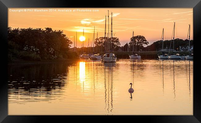 Swan at Sunset Framed Print by Phil Wareham