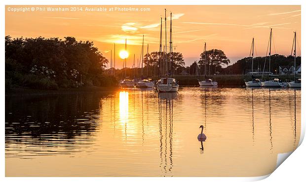 Swan at Sunset Print by Phil Wareham